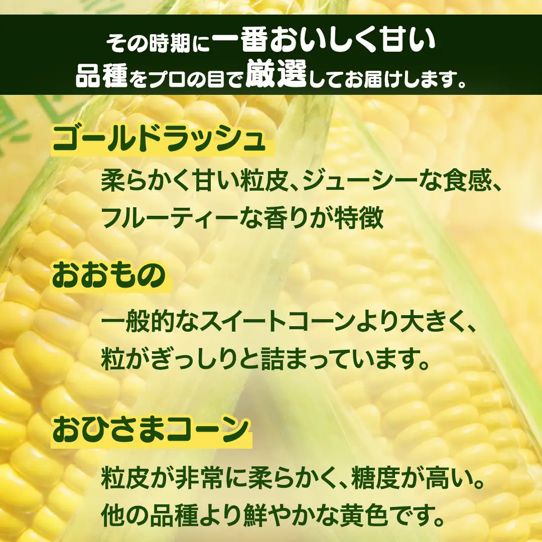  《 2027年 収穫分 》 朝採れ 桜川市産 とうもろこし 約4kg (11～13本) 2027年 先行予約 朝採り 小分け 食べきり レンチン キャンプ BBQ バーベキュー スイートコーン おおもの ゴールドラッシュ おひさまコーン とうきび 茨城県 桜川市 [FJ001sa] 