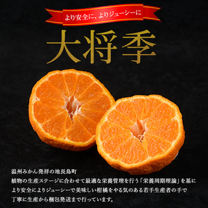 長島町産 大将季（ハウス） 贈答用 (約2.5kg) 12月中旬発送 【長島柑橘直販合同会社】kanchoku-7158