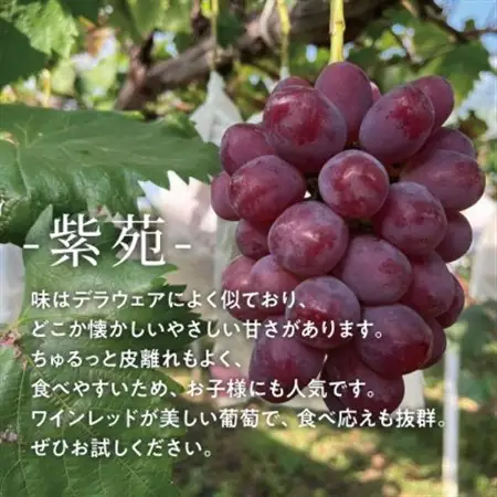 【2026年発送】シャインマスカット＆紫苑 上級品 大房3-5房入/計2.4kg～(岡山県産)【配送不可地域：離島・北海道・沖縄県】【1549063】