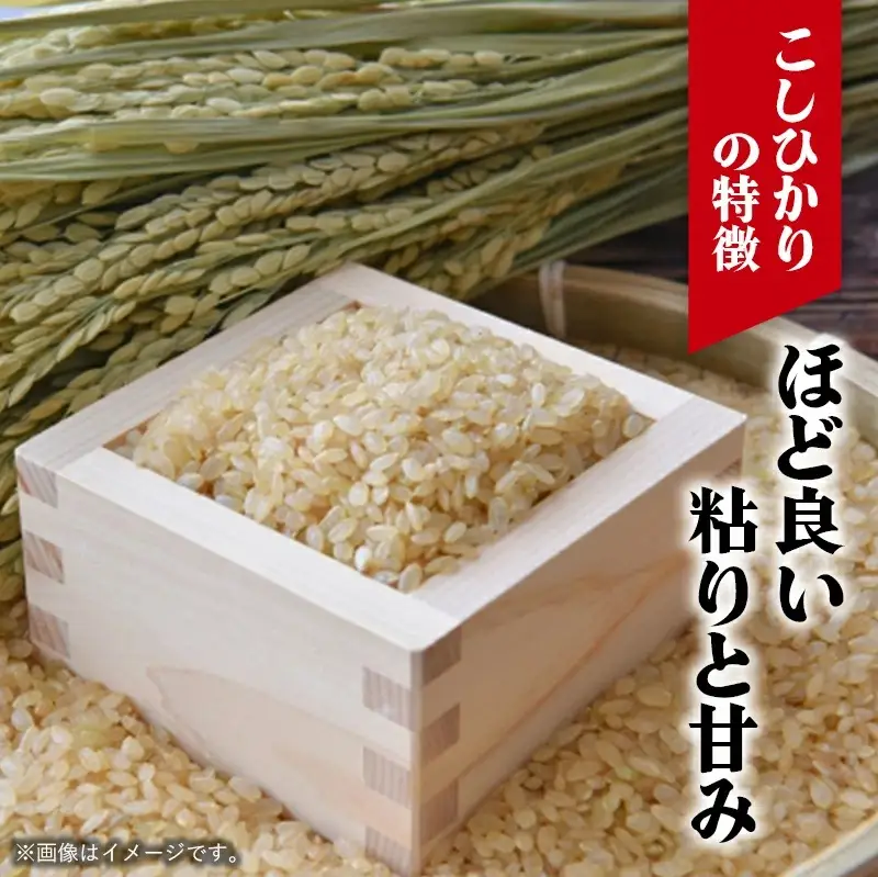 令和7年幸手産 こしひかり【玄米】5㎏×1袋 - コシヒカリ 玄米 5kg 令和7年産 埼玉県 幸手市 幸手市産
