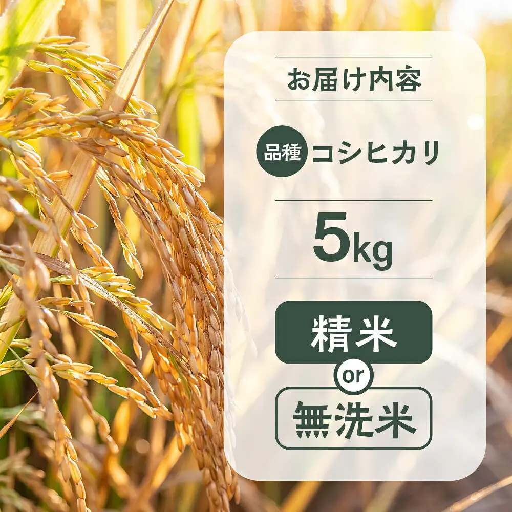 令和7年産 こしひかり 5kg 米 コシヒカリ こめ ごはん 白米 岐阜県 本巣市 お米 精米 甘い 和食 寿司 本巣市 17000円 くどみフルーツ農園