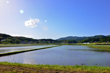 令和7年産 コシヒカリ 10kg 玄米 こしひかり お米 こめ 国産 ごはん ご飯 コメ 取り寄せ お弁当 弁当 おにぎり 茨城県 笠間市 いばらき JY-003