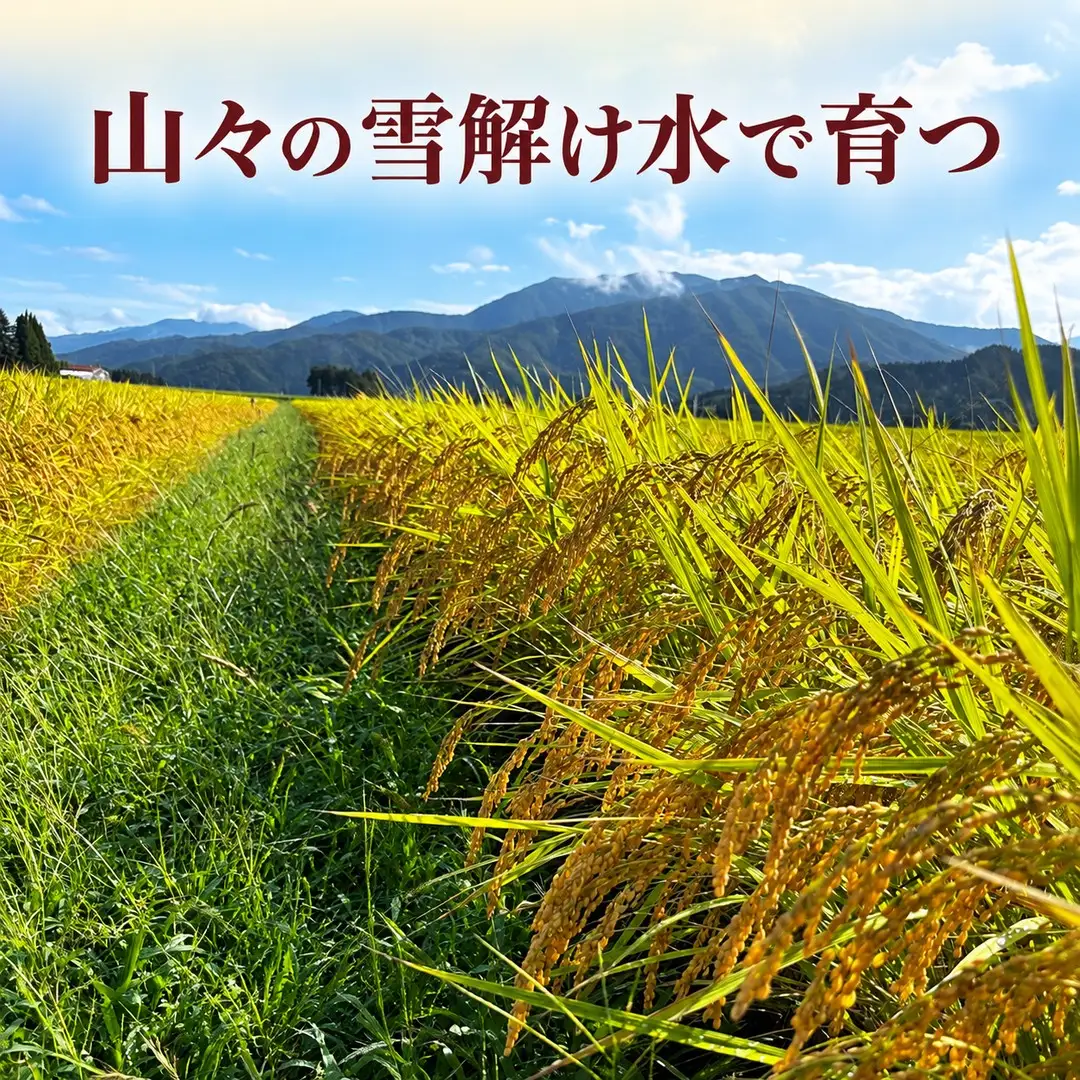 【令和8年産】もち米 こがねもち 5kg 五泉市 村松 赤飯 おこわ｜もち米 新潟