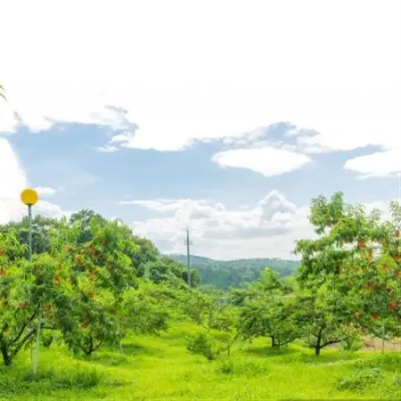 【先行予約★2027年9月中旬より順次発送予定】岡山県産　黄金桃(2kg箱)【配送不可地域：離島・北海道・沖縄県】【1667464】