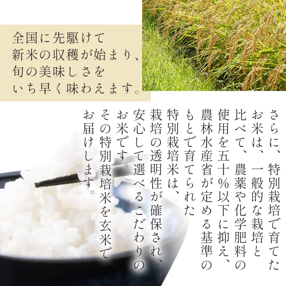【 玄米 】特別栽培米 コシヒカリ 玄米 30kg 令和8年産 nu-0010