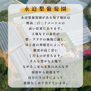 【2026年発送】シャインマスカット 2kg程度（3～4房) ぶどう ブドウ マスカット 種なし 甘い ジューシー フルーツ 果物 数量限定）