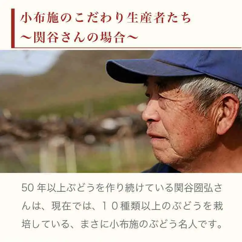 ナガノパープル 約1.3kg 2～3房 ［小布施屋］ 果物 フルーツ ぶどう 葡萄 令和8年産【2026年9月上旬～10月上旬発送】[B-5]