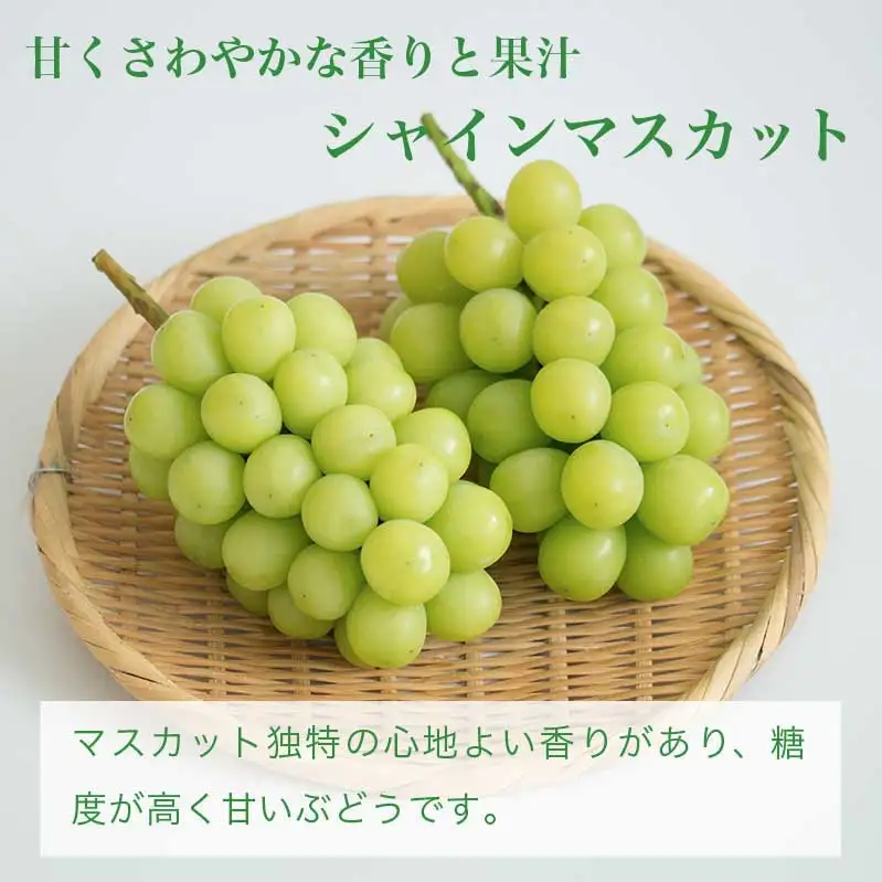 高級ぶどう味比べ詰合せ ナガノパープル ＆ シャインマスカット 約2kg 3～4房 ［小布施屋］ 果物 フルーツ ぶどう 葡萄 詰め合わせ セット 食べ比べ 令和8年産【2026年9月中旬～10月発送】［C-1］