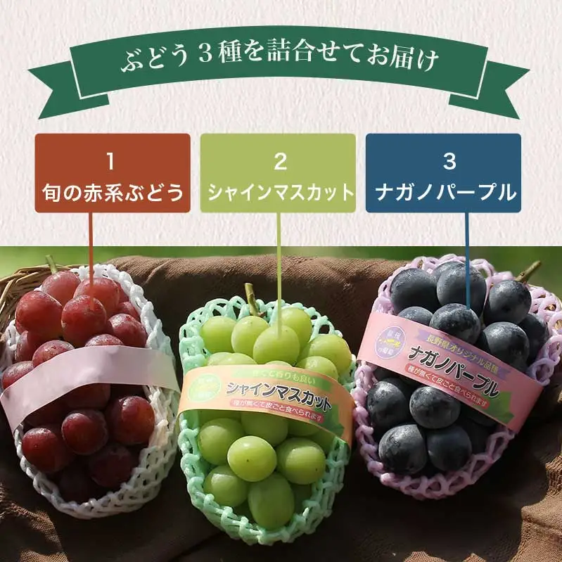 冬に食べるシャインマスカット＆ナガノパープル＆赤系ぶどう1房ずつ 約1.5kg ［ おぶせファーマーズ ］ ぶどう 果物 フルーツ 詰め合わせ 詰合せ 【2026年11月上旬～順次出荷】［FB-24］