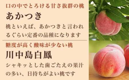 先行受付 旬の白桃 約3kg 6～13玉 2026年7月上旬～9月中旬発送［小布施屋］ 白桃 桃 もも モモ フルーツ 果物 クール便 冷蔵便 長野県産 信州産 期間限定 数量限定  たまき なつき あかつき 川中島白鳳 川中島白桃など 先行予約 [H-100]
