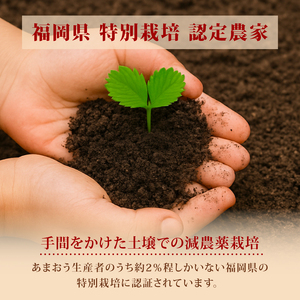 【2027年3月発送】 訳あり 福岡県産 あまおう 約285g×4P 約1.1kg いちご 苺 イチゴ 期間限定 ULU