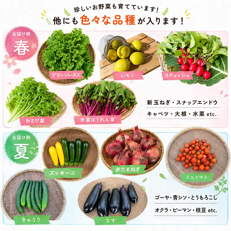 【定期便4回】 有機野菜 オーガニック野菜 旬 季節