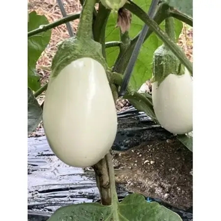 季節のおまかせ野菜セット【配送不可地域：離島】【1643879】