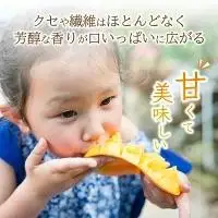 2L～3L マンゴー3～6玉（約2kg） KP-25