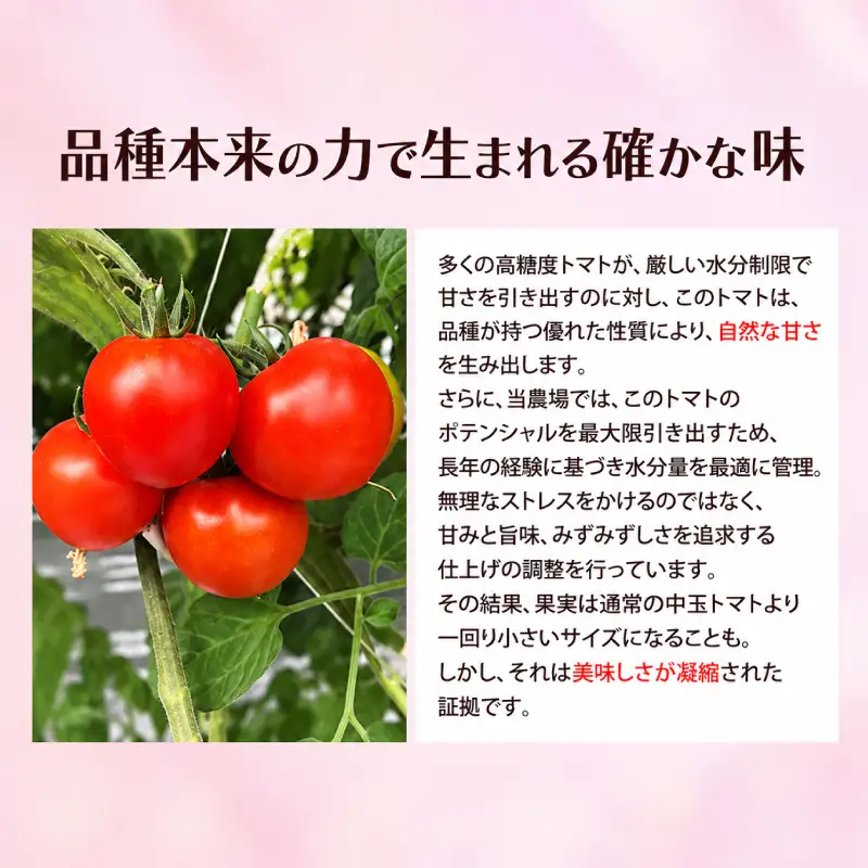 訳あり プレミアムトマト 2.5kg Mr.浅野のけっさく2 トマト
