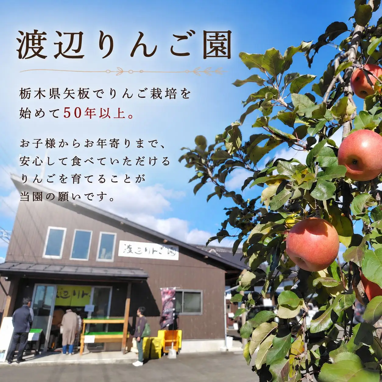 りんご 完熟 ふじ 10kg 箱｜【11月下旬より順次お届け】リンゴ 林檎 フルーツ 果物 栃木県矢板市産