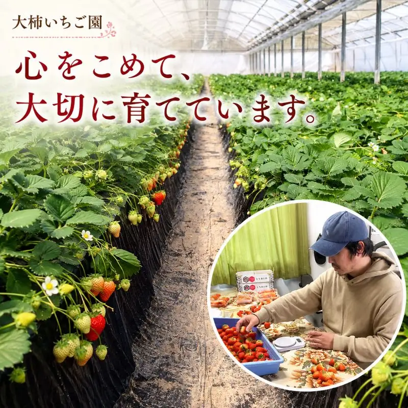 やさしさ仕立ての とちあいか 300g×2P 【2027年先行予約】 栃木県 矢板市