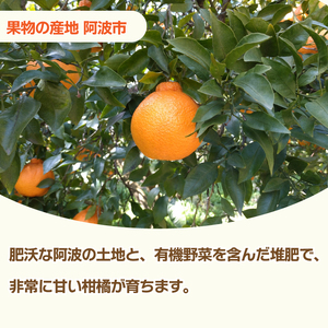【みかん】 訳あり みかん 3kg 小原紅早生 蜜柑 【蜜柑】