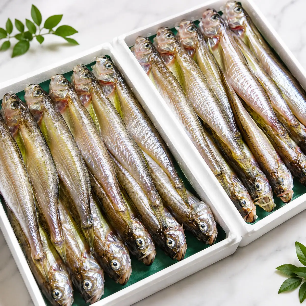 ハタハタ 特大 450g 1箱 干物 一夜干し × 海鮮 干物 ハタハタ