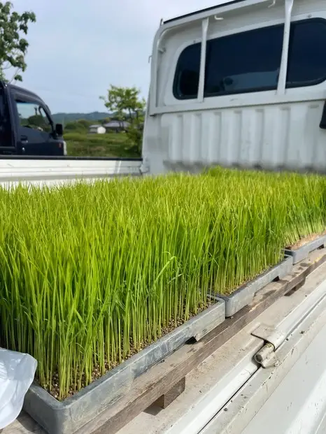 令和8年度産 新米 こしひかり 10kg こめ お米 白米 ご飯 備蓄 国産さぬきの米 たべてんまい