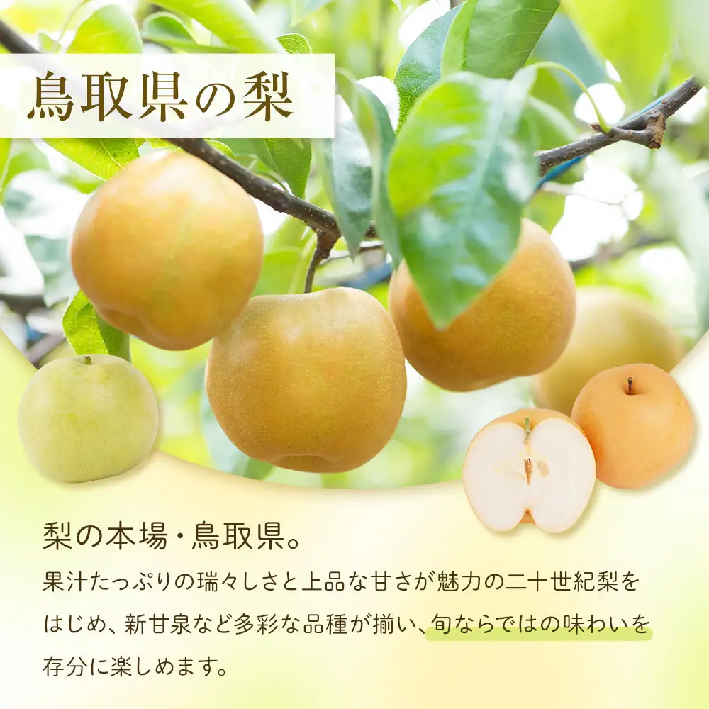 訳あり 鳥取県産 新興 梨 5kg