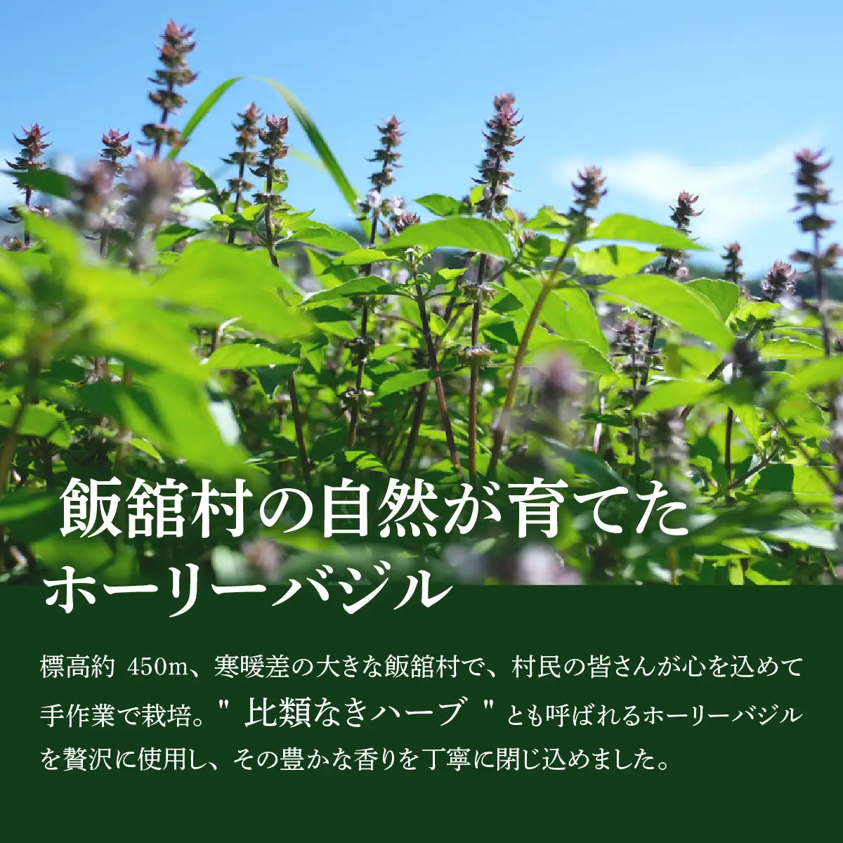 飯舘村産ホーリーバジルクラフトジン「眠れぬ夜のGIN」 ITTAJ002