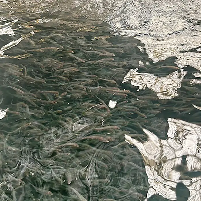 日野川育ちの「夏香鮎」瞬間冷凍1kg(約12～14尾）【鮎 冷凍 1kg 国産 アユ あゆ 魚 魚介 海鮮 養殖 川魚 塩焼き 甘露煮 煮凝り 素揚げ 天ぷら 鳥取県 日吉津村 日野川 日本海】