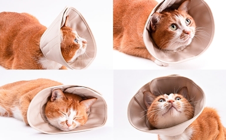 【Lサイズ】ぽぽねこ 軽くて柔らかい猫用エリザベスカラー 傷口が見えにくい・ソフト・軽量タイプ「共通返礼品」 | 布製 防汚 撥水 撥油素材 エリザベスカラー ペット ペット用品 ねこ ネコ 茨城県 守谷市