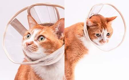 【LLサイズ】ぽぽねこ 軽くて柔らかい猫用エリザベスカラー 視界良好・ソフト・軽量タイプ「共通返礼品」 | 布製 防汚 撥水 撥油素材 エリザベスカラー ペット ペット用品 ねこ ネコ 茨城県 守谷市