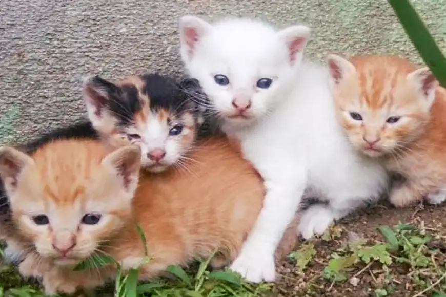 保護猫 支援 猫保護活動への支援 ポストカード