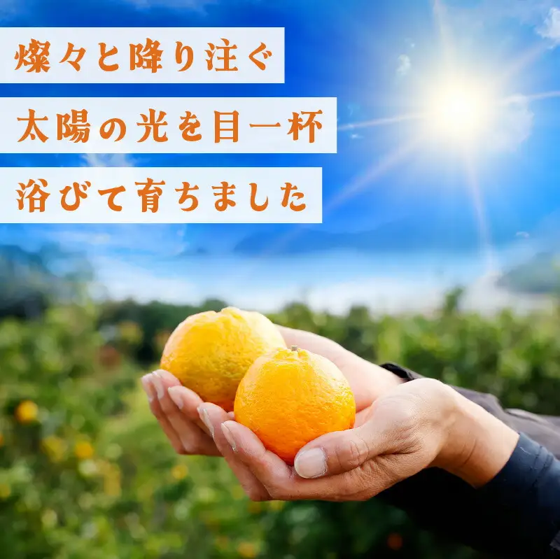【先行予約】訳ありポンカン Lサイズ 5kg N-09【布富FARM】