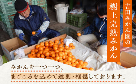 【2027年1月以降順次発送】樹上完熟みかん 5kg / 柑橘 国産 フルーツ / 佐賀県 / 吉田みかん園 [41ABAG003]