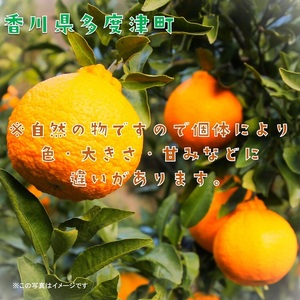 長期貯蔵 熟成 不知火（でこぽん）約2.8kg【予約受付中！令和9年5月中旬より発送】【B-29】