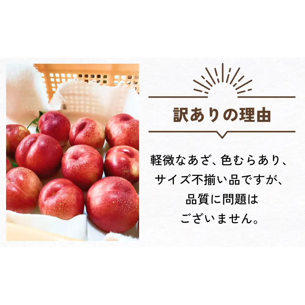 【先行予約】【訳あり】富山県産 ネクタリン 12個 （約3kg） ＜2026年8月中旬以降順次発送＞