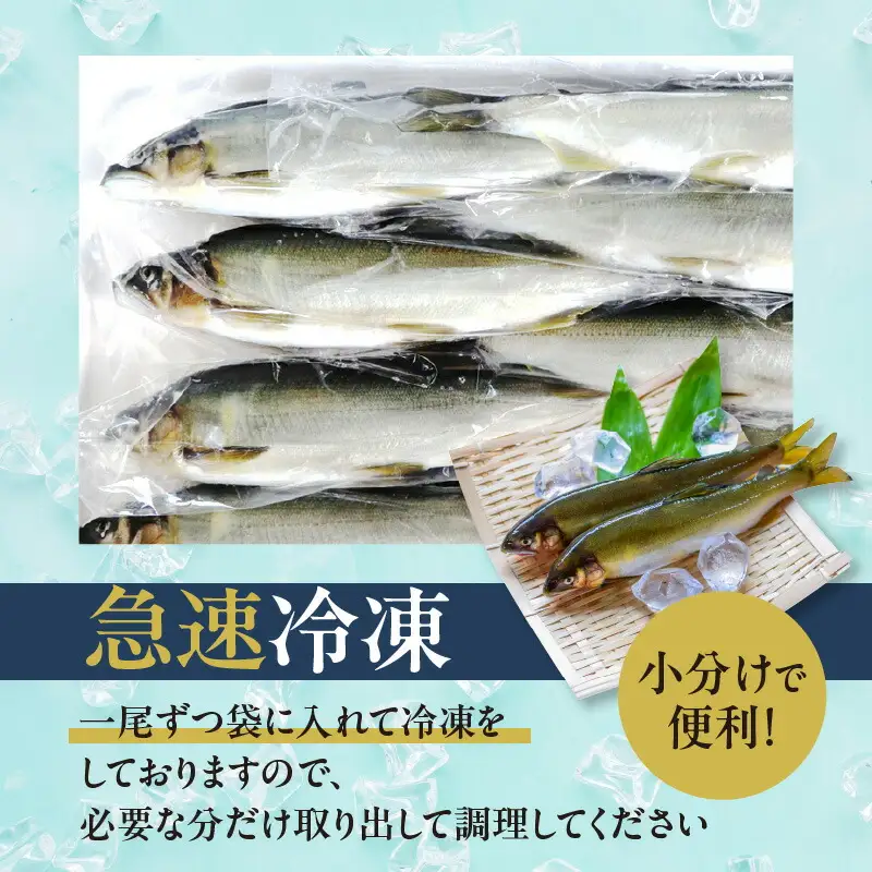 【2026年5月以降発送】延岡どれ鮎（冷凍）1.5kg N017-YA6615