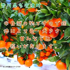 『越冬小原紅早生みかん』約3kg【予約受付中！令和9年1月中旬より発送！】【B-33】 
