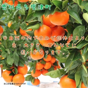 『小原紅早生ハウスみかん』約2kg【予約受付中！令和9年6月下旬より発送！】【B-26】