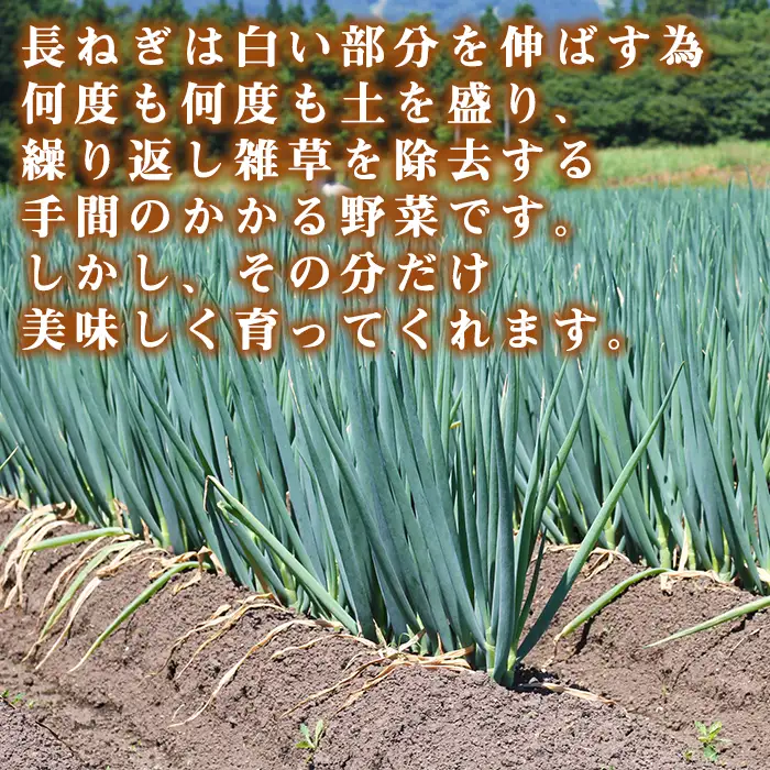 雫石町極楽野 長ねぎ 2kg以上（目安本数：約20本）土なし｜新鮮野菜を産地直送！「高橋農園」