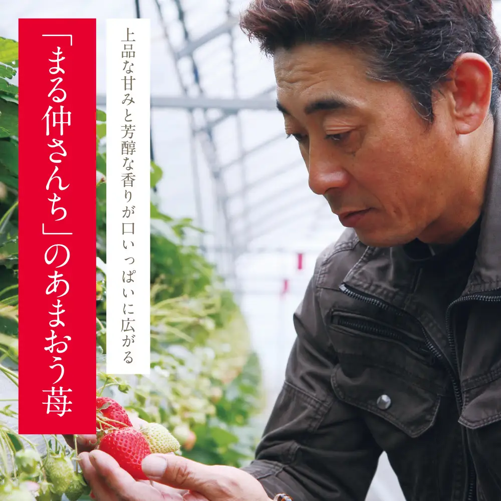 Z21-01 あまおう苺(2パック) あまおう