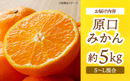 みかんドーム特選 原口みかん 約5kg |[CAI039] 