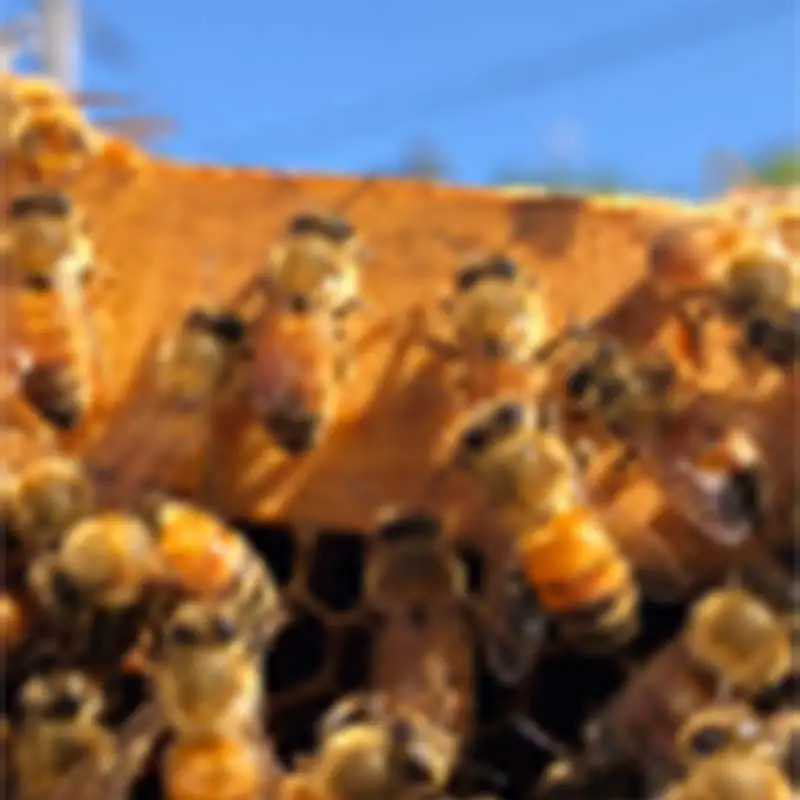 SO HONEY SO HAPPY 自然の生ハチミツセット はちみつ ハチミツ 蜂蜜 調味料 加工品 食品 砂糖 F4N-2549