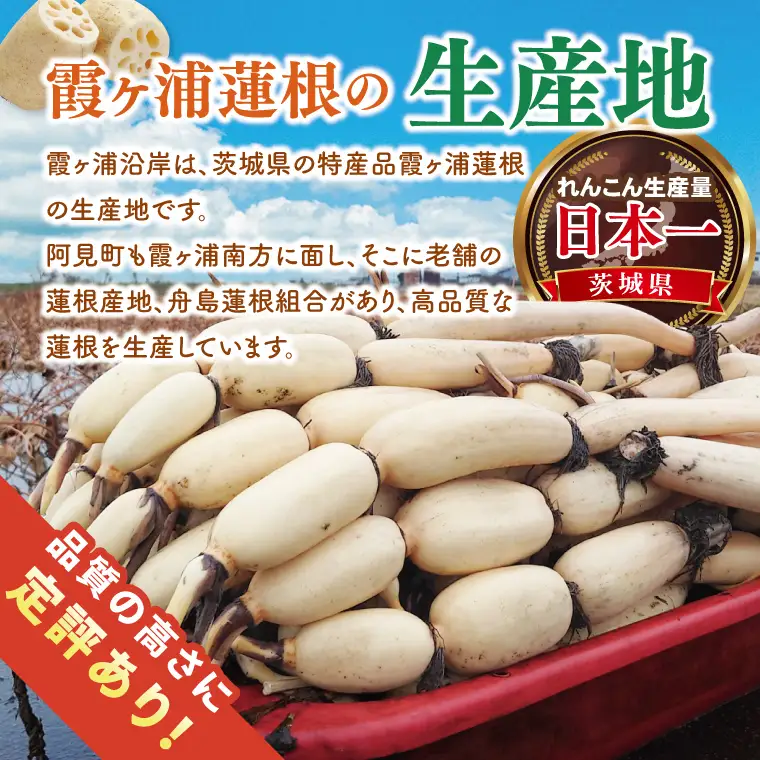 【特選】ふなしま蓮根（2kg箱）2～4本｜老舗産地 レンコン 希少品種 れんこん 柔らかい 産地直送（82-02）