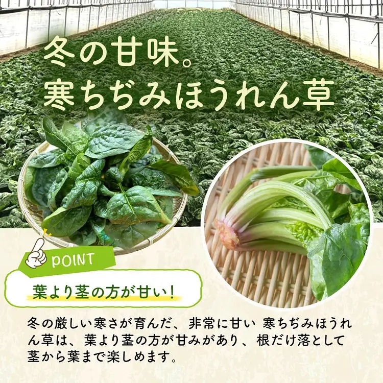 【先行予約】八雲産 軟白ねぎ 1kg + 寒ちぢみ ほうれん草 800g セット ※2026年12月～発送