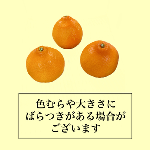 【紅まどんな】 L サイズ 6 個 | 愛媛県 松山市【FA1071】