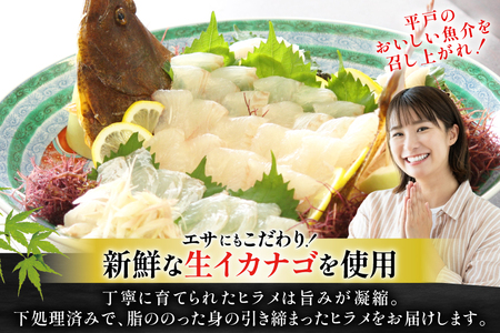 ヒラメ 神経〆平戸ひらめ 1尾 1 ～ 1.5kg 内臓処理済