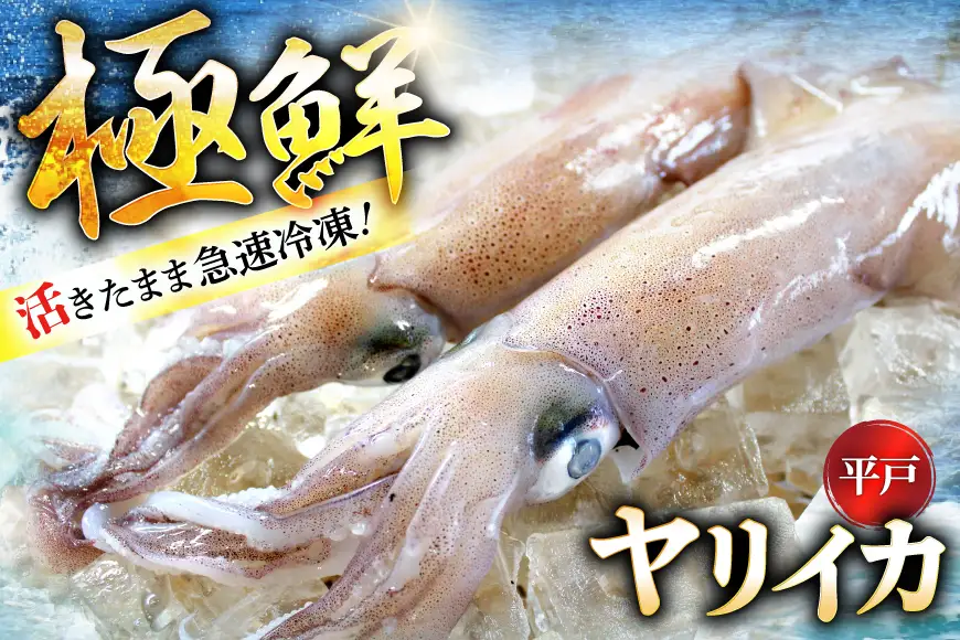 イカ 【ランキング1位獲得！】 極鮮ヤリイカ 刺身 約500g