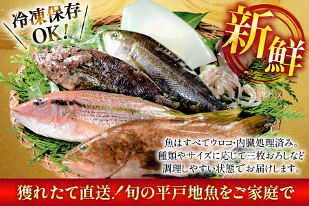 鮮魚 詰め合わせ 旬の獲れたて鮮魚 4種 ～ 5種
