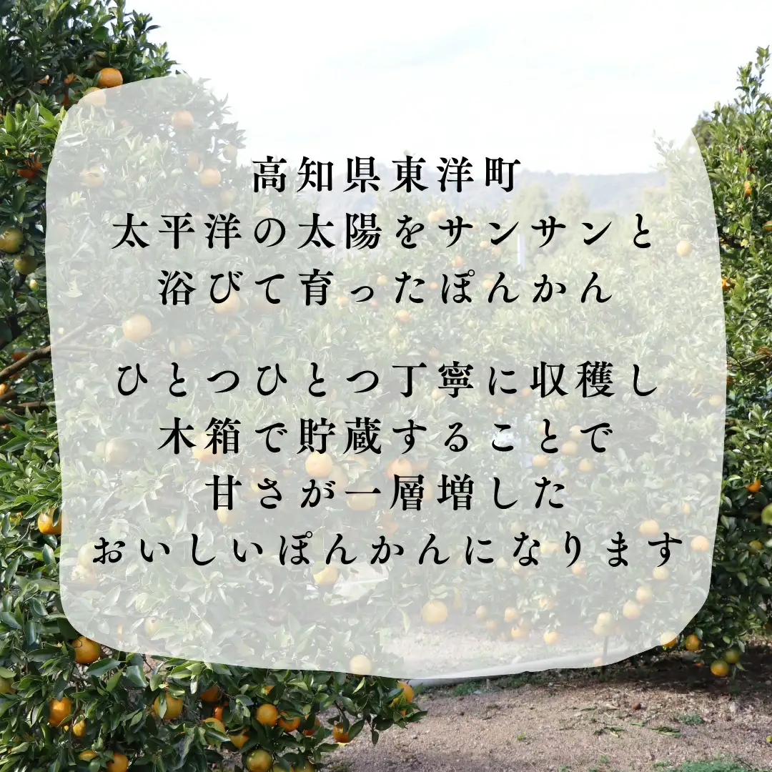 徳村のぽんかん 2Lサイズ＜10kg＞