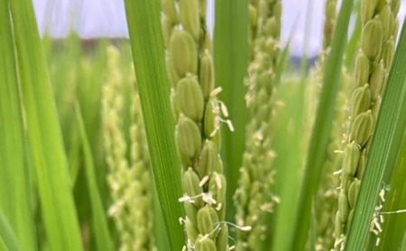 農家直送！【奈良農園】淡路島産キヌヒカリ 10kg