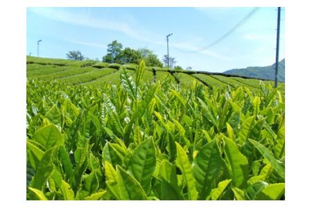 美濃上石津　銘茶セット（雅）